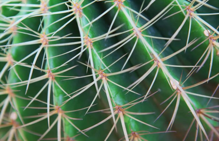Cactus