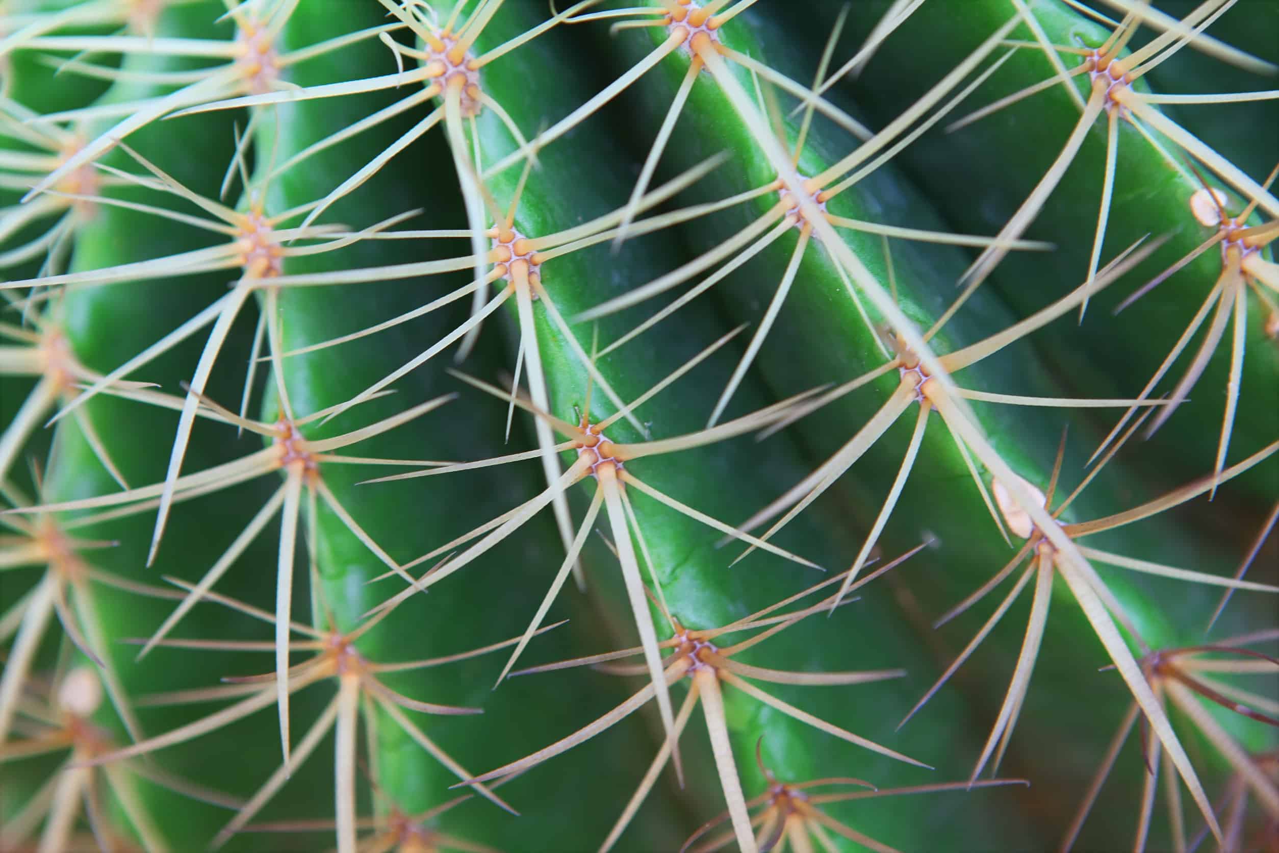 Cactus